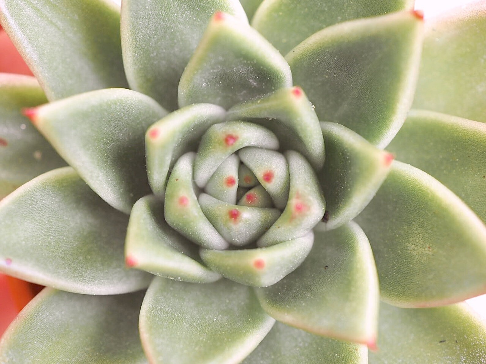 Echeveria Agavoides Rajoya Très Rare, Prolifique, Succulente, Plante Grasse, Bouture