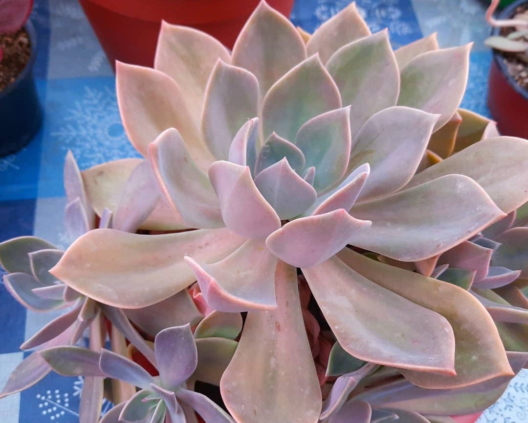 Graptoveria Douglas Huth, Rare Plant, Succulente, Plante Grasse, Propagation.