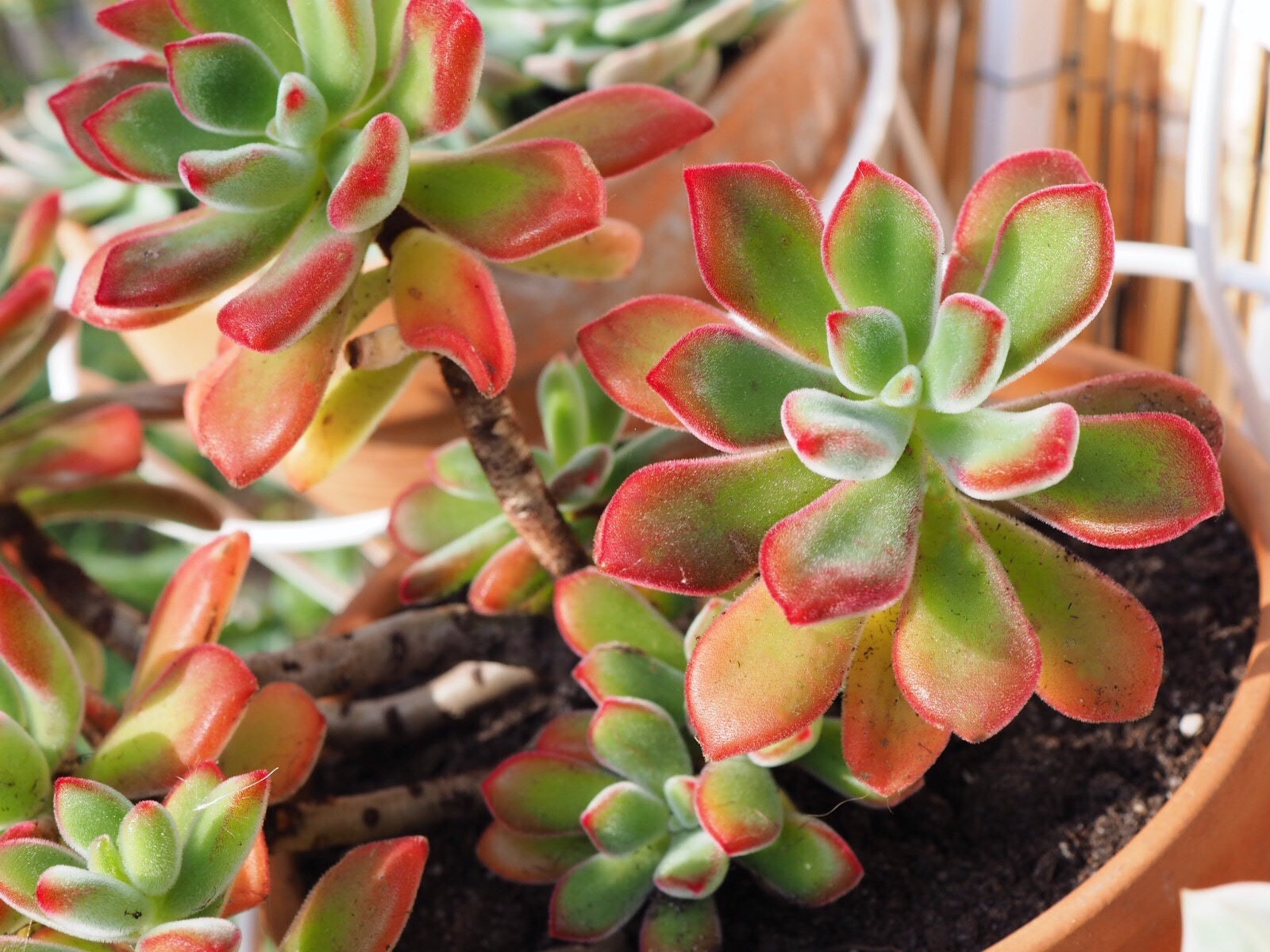 Echeveria Pulvinata Ruby, Succulente, Plante Grasse, Bouture, Propagation.