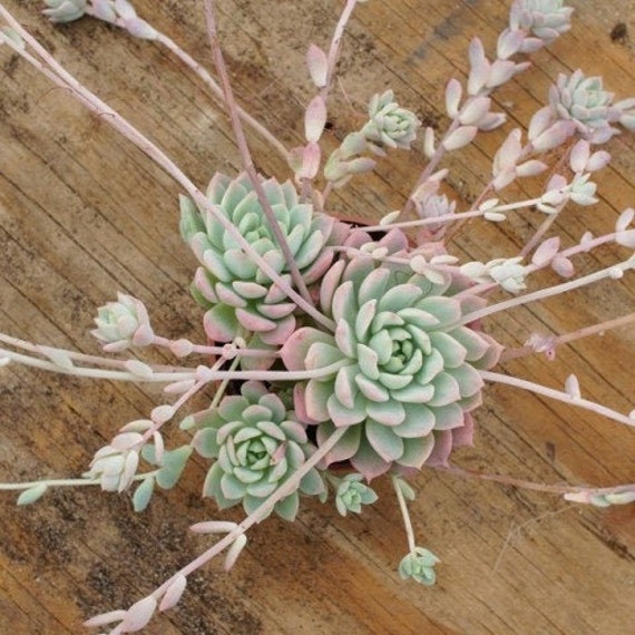 Echeveria Prolifica, Plante Succulente, Bouture, Propagation.