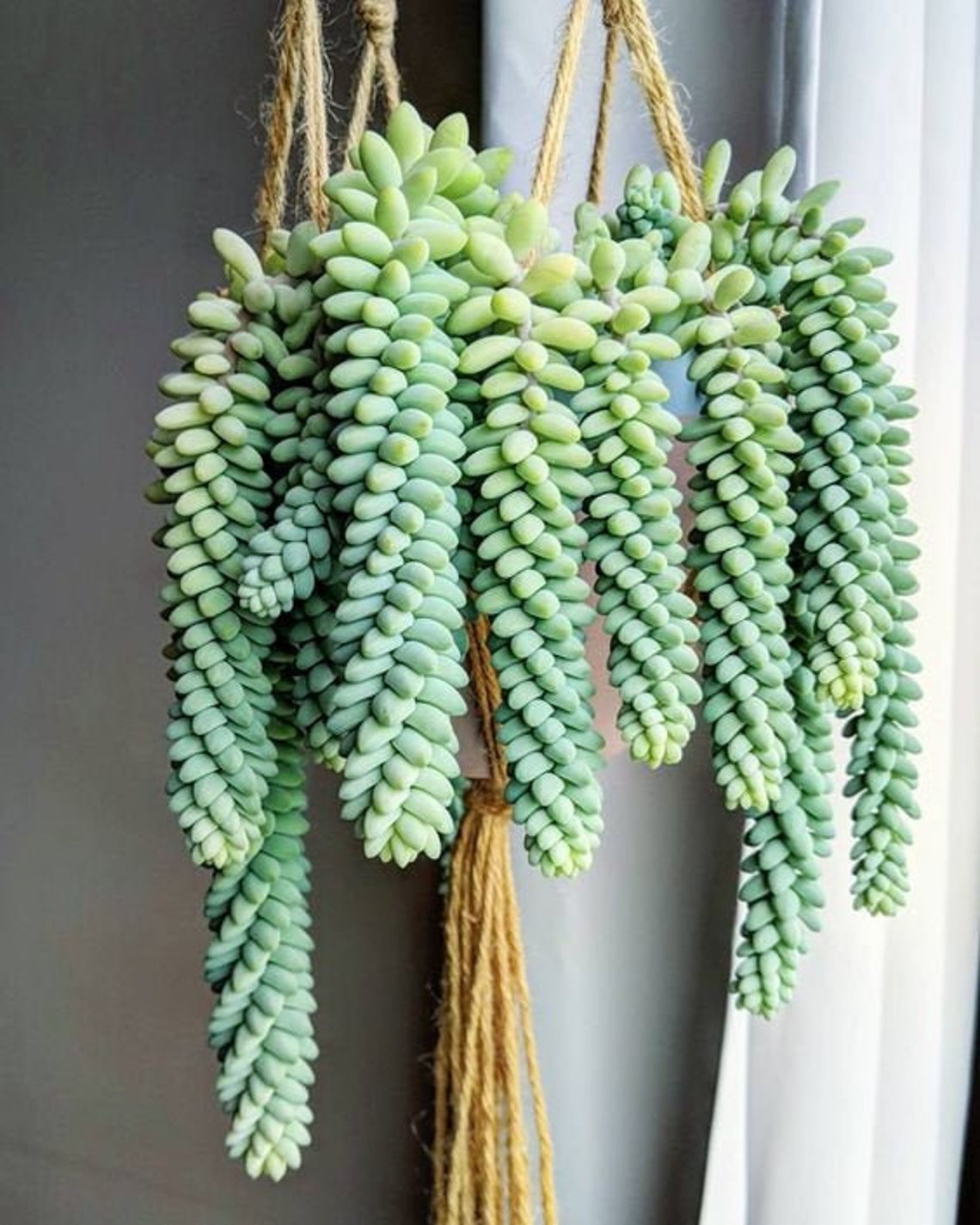 Sedum burrito Donkey's Tail succulent leaves cuttings image 0