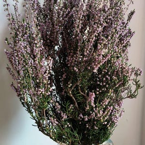 Rama de Brezo natural preservado, flores de Calluna, flores para decoración rústica. Rama natural de flores. 1PC x 1 rama