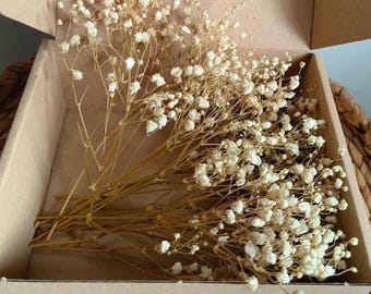 20 unidades de Gypsophila preservada, ramos naturais de Gypsophila, decoração DIY, decoração de casamento, Gypsophila vintage.