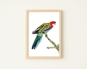 Puede incluir: Una impresión enmarcada con un loro colorido posado en una rama. El ave tiene la cabeza roja, alas con diseños amarillos y negros y una cola verde y azul. La obra de arte está sobre un fondo blanco.