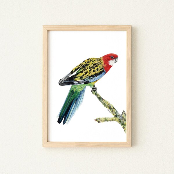 Print Eastern Rosella Parrot A4 Australian Colourful Rainbow Bird Watercolour Art