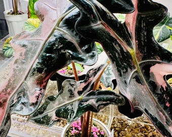 極斑入り アロカシア ノビリスピンク 極斑入り アロカシア ノビリスピンク Alocasia nobilis pink