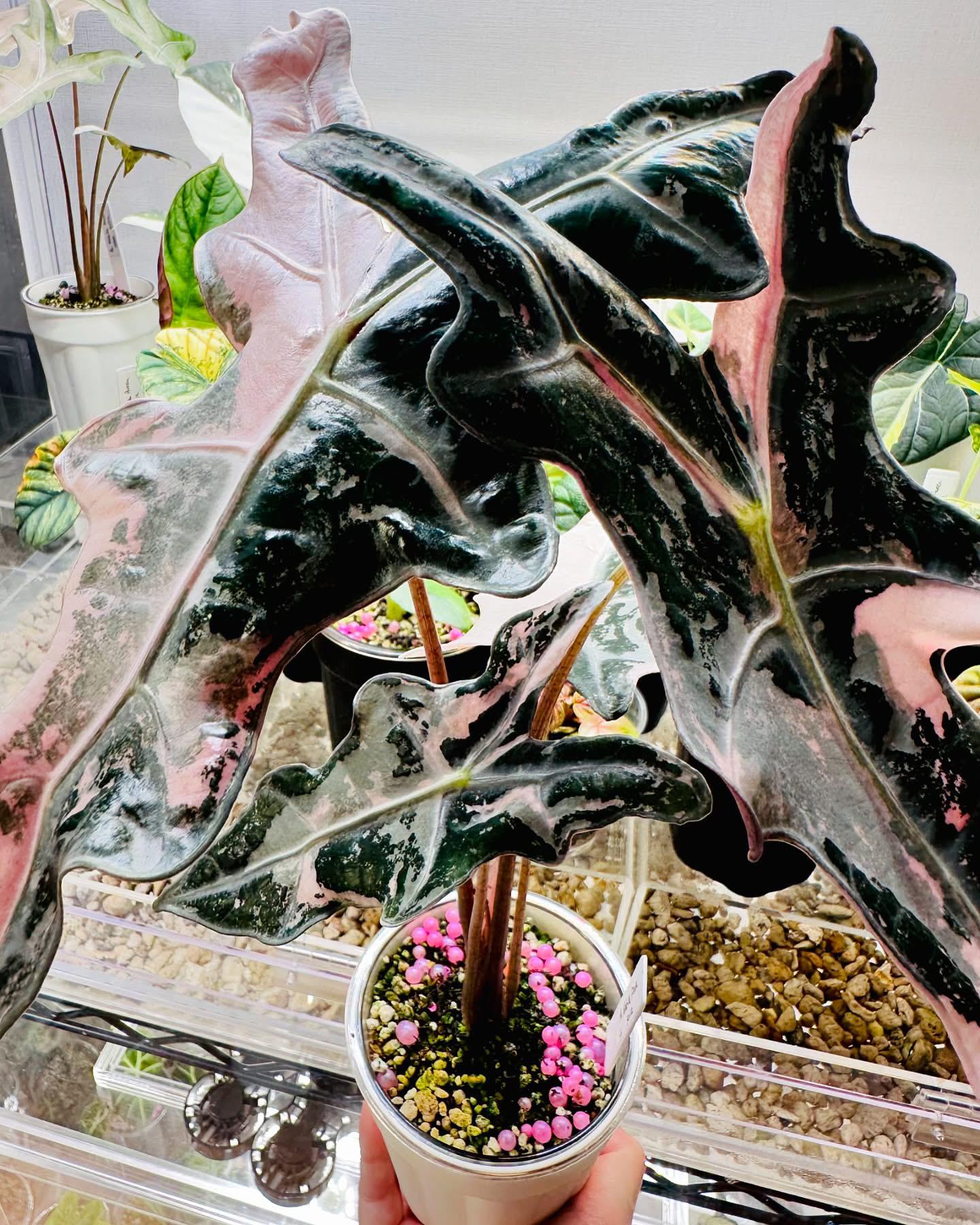 Alocasia nobilis pink variegated - Etsy 日本