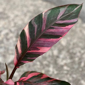 ムサノノピンク ムサノノピンク斑入りバナナ 【公式通販】