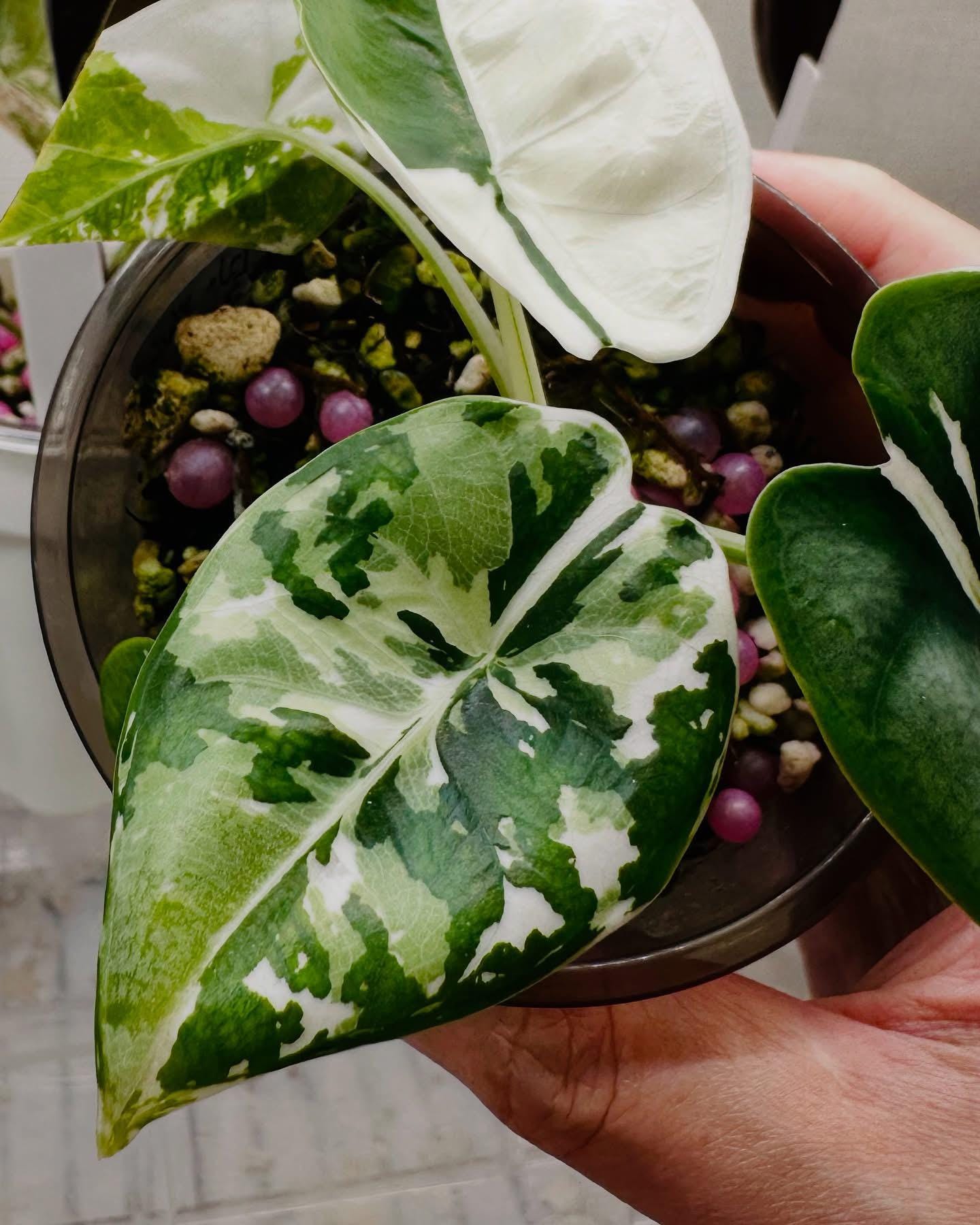 Alocasia Melo Albo アロカシア メロ アルボ ハーフムーン Buy Alocasia Melo Albo Variegated | Thailand Export