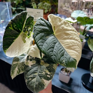 Variegated alocasia maharani - Etsy 日本