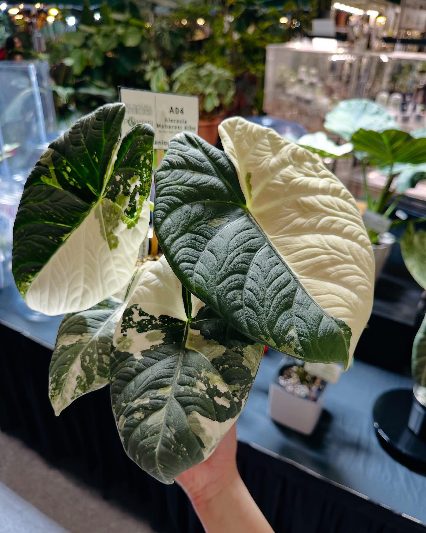 【激レア】【超特価】 アロカシア　マハラニ　斑入り Variegated alocasia maharani - Etsy 日本