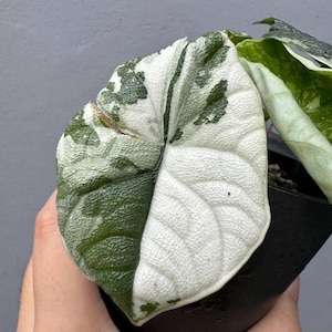 Alocasia Melo Albo アロカシア メロ アルボ ハーフムーン Alocasia Melo Albo Variegated *Grower's Choice* – Rare Plant