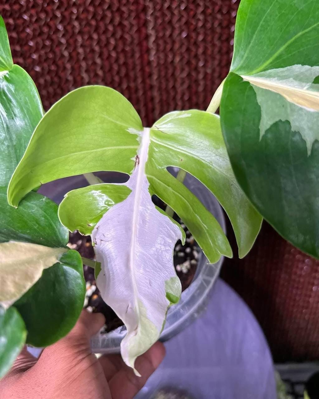 1 組織培養株 モンステラ ホワイト ラバ ゴースト 🌿💚モンステラ ホワイトゴースト ラバ 👻👻 🩷🙏注文はDM