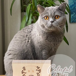 Puede incluir: Un gato British Shorthair gris con ojos naranjas est&aacute; sentado cerca de una caja de madera grabada con las iniciales "R K" y la fecha "02.02.20". La caja tiene un dise&ntilde;o floral. Las palabras "Colorful Walk" est&aacute;n escritas en cursiva.