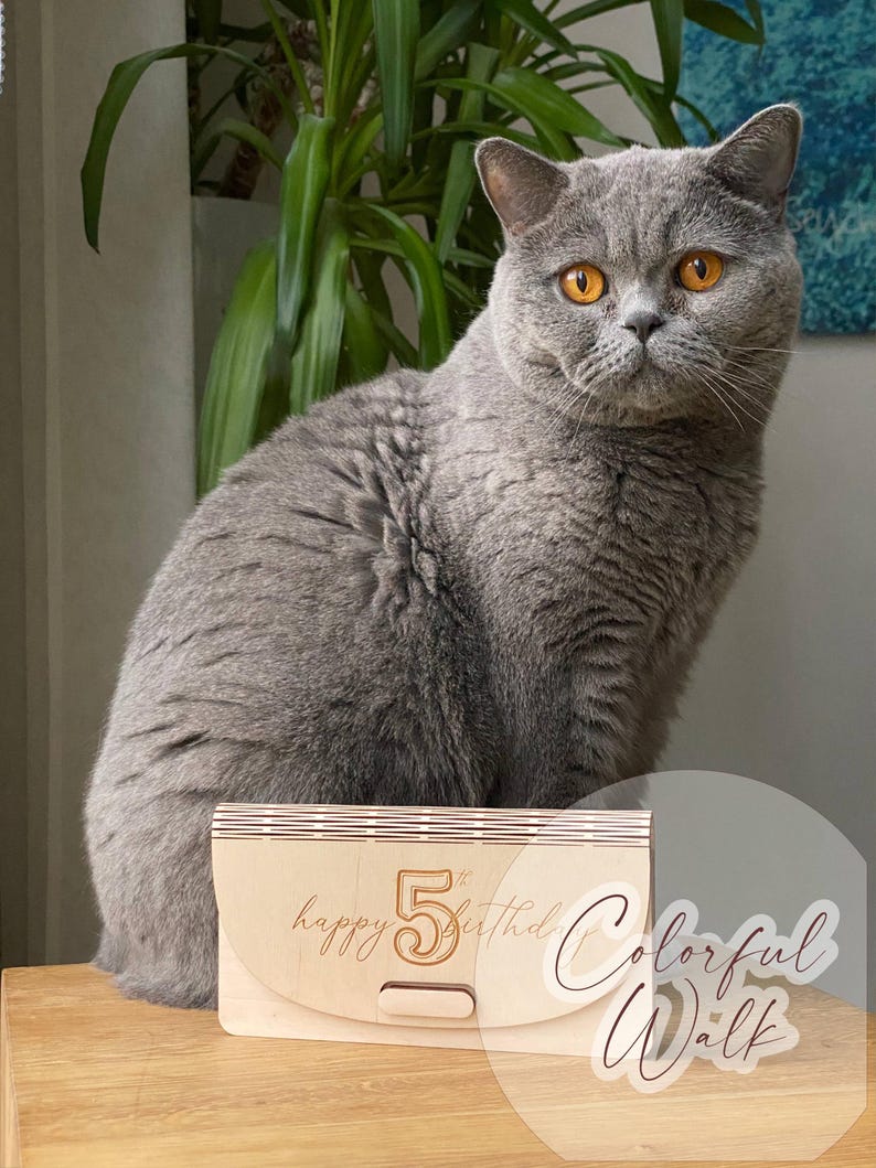 May include: A gray British Shorthair cat with orange eyes sits near a wooden card with the words "happy 5th birthday" engraved on it. The card has a slot and a decorative design. The words "Colorful Walk" are also visible.