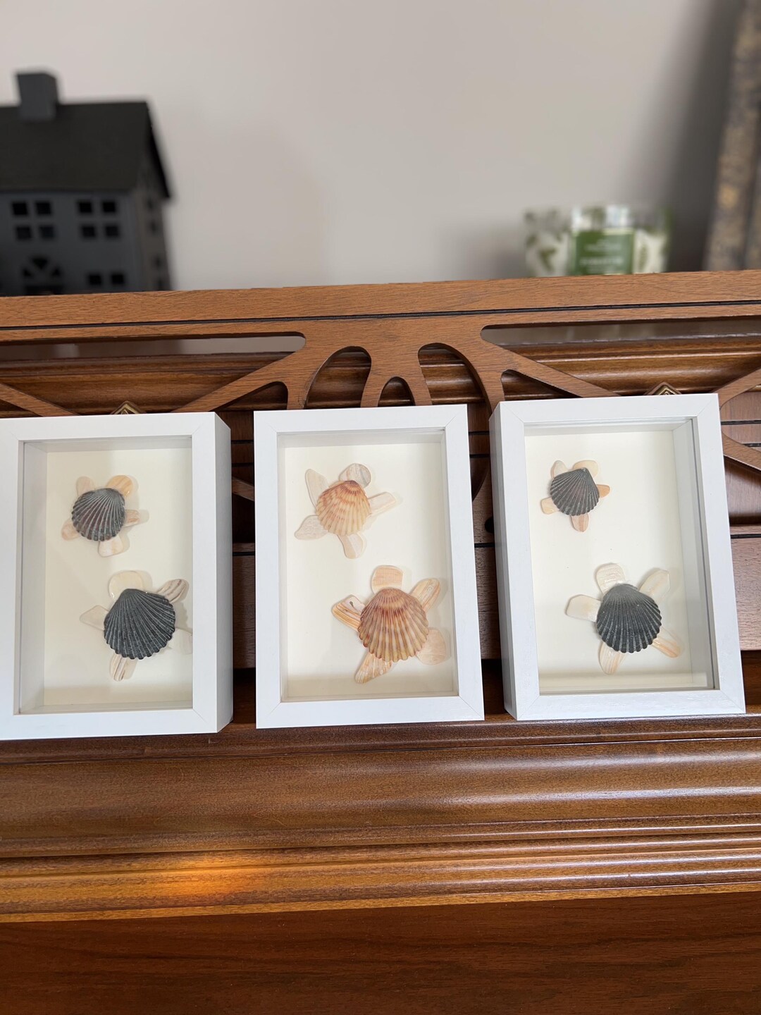 Box Turtle Shell Decorations Seashell Turtle Shadow Box – Beach House Decor, Framed Shell Art (4x6 ...