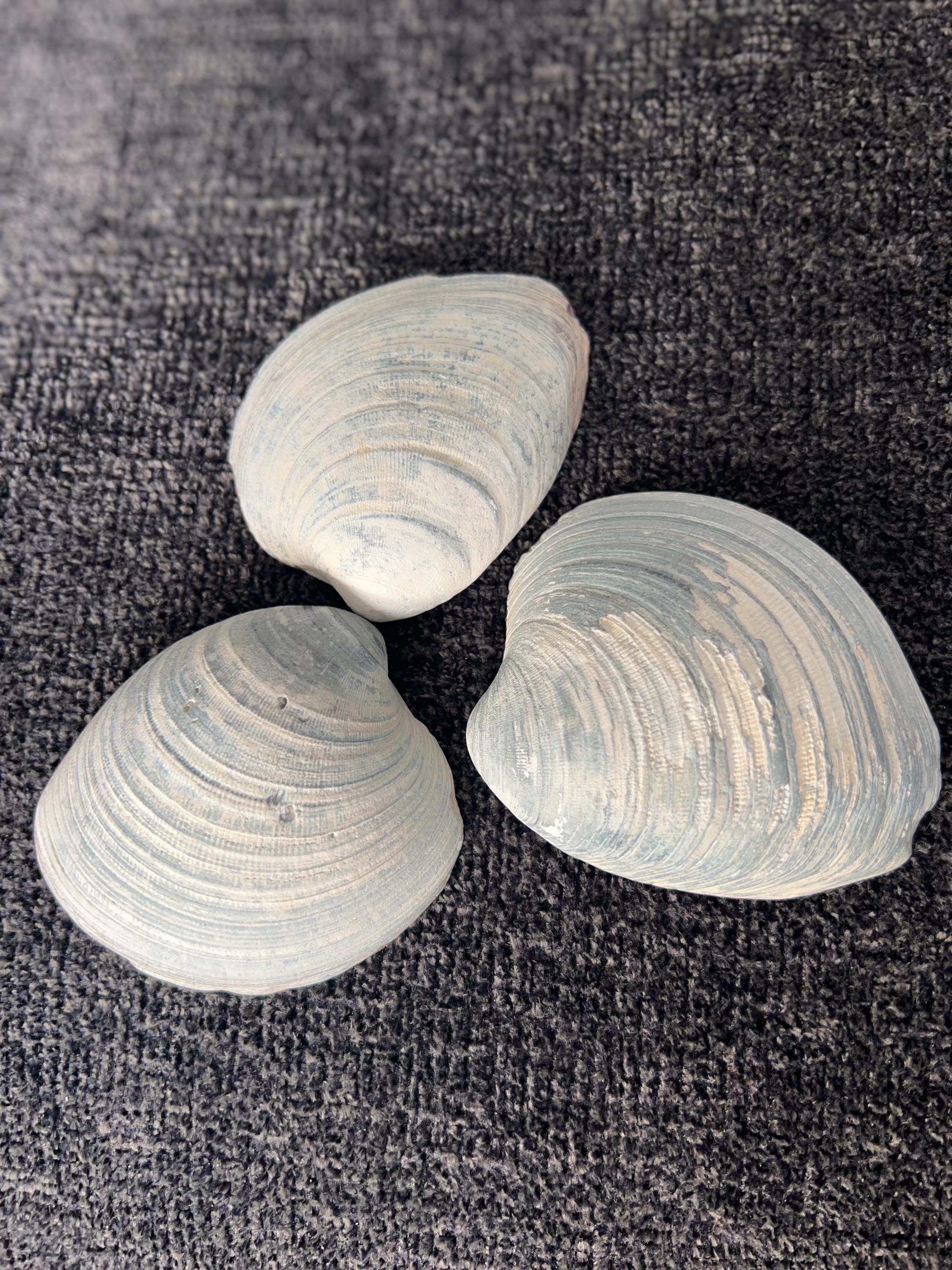 Hand Made Clam Shell Ring Dish or Trinket Dish. PACK OF 3. Newlywed ...