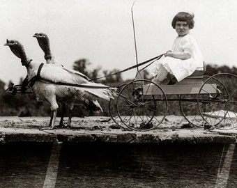 Vintage Girl in Cart pulled by Turkeys Unusual Funny Happy Thanksgiving Holiday Weird Edwardian 1909 Black & White Photography Photo Print