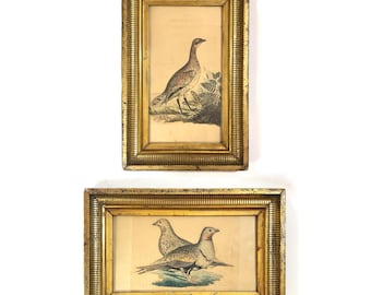 Matching Pair 18th Century Antique Bird Engravings by R. Nodder c. 1790s - The Bustard & Two Grouse / Partridges - Fluted Gold Gilt Frames