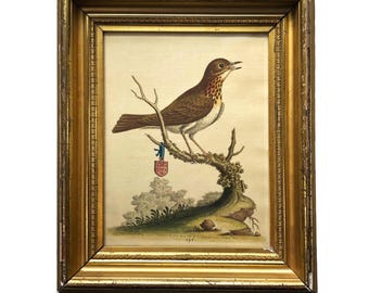 Original 1757 George Edwards Hand-Colored Bird Engraving - Plate 296 The Little Thrush - Framed 18th Century Antique Print Monogram Shield