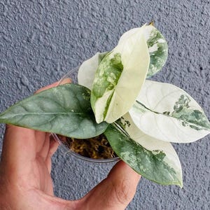 Alocasia Silver Dragon ALBO Variegated Planting Corms For Indoor Outdoor Gardening