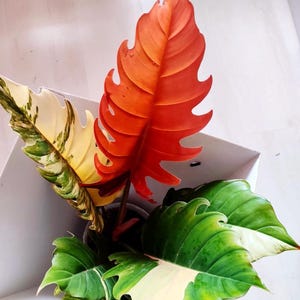 Philodendron caramel marble - Etsy 日本