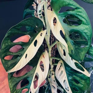 Monstera Adansonii ALBO Halfmoon Variegated - Esquejes de una hoja con raíces para jardinería interior y exterior