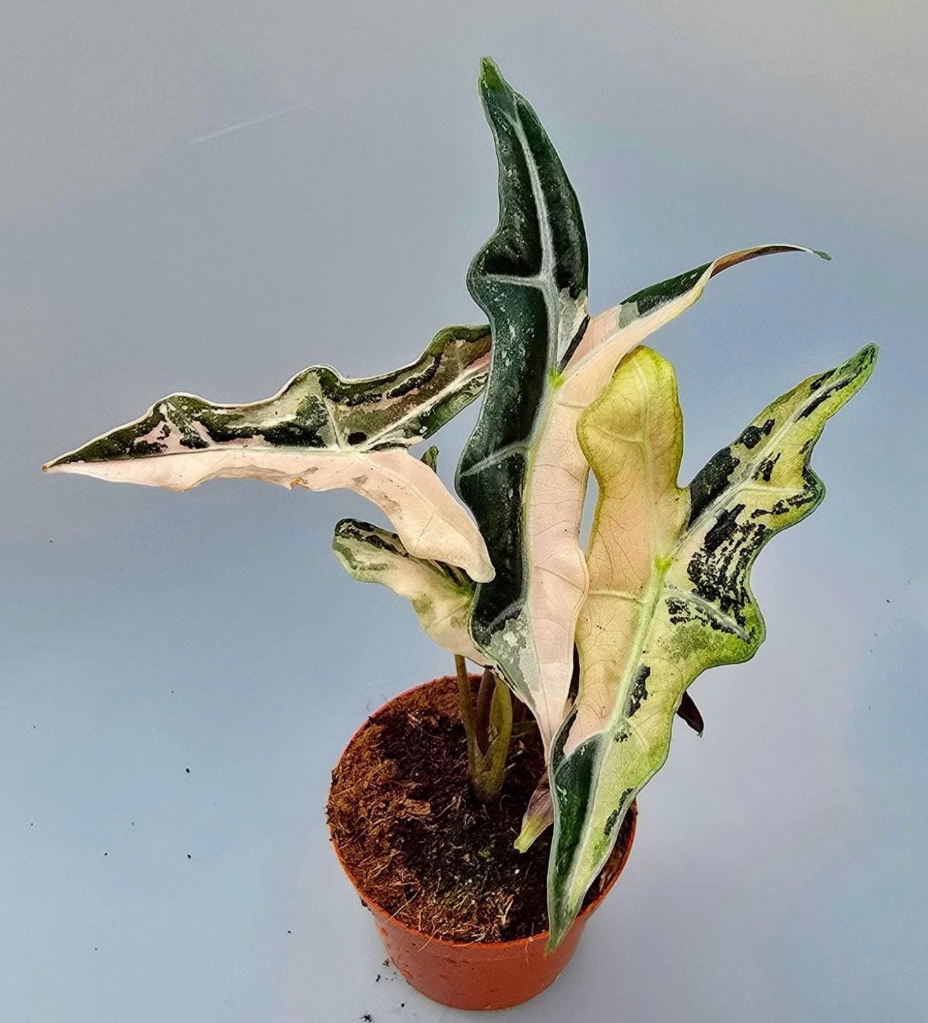 Alocasia nobilis pink variegated - Etsy 日本