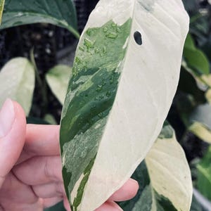 Monstera Adansonii Laniata Esquejes de nudos arraigados de una hoja abigarrados para jardinería interior y exterior