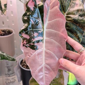 極斑入り アロカシア ノビリスピンク 極斑入り アロカシア ノビリスピンク Alocasia nobilis pink