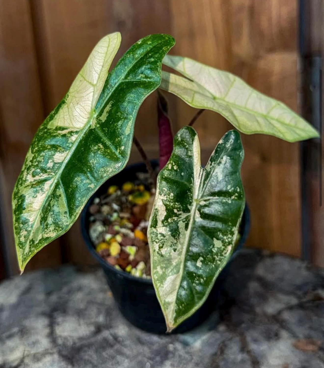 Alocasia watsoniana pink variegated - Etsy 日本