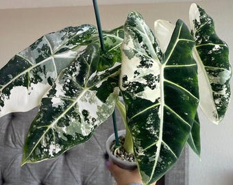 【レア】アロカシア　シャントリエリ　斑入り 希少 アロカシア シャントリエリ | Gardenえん 【観葉熱帯植物
