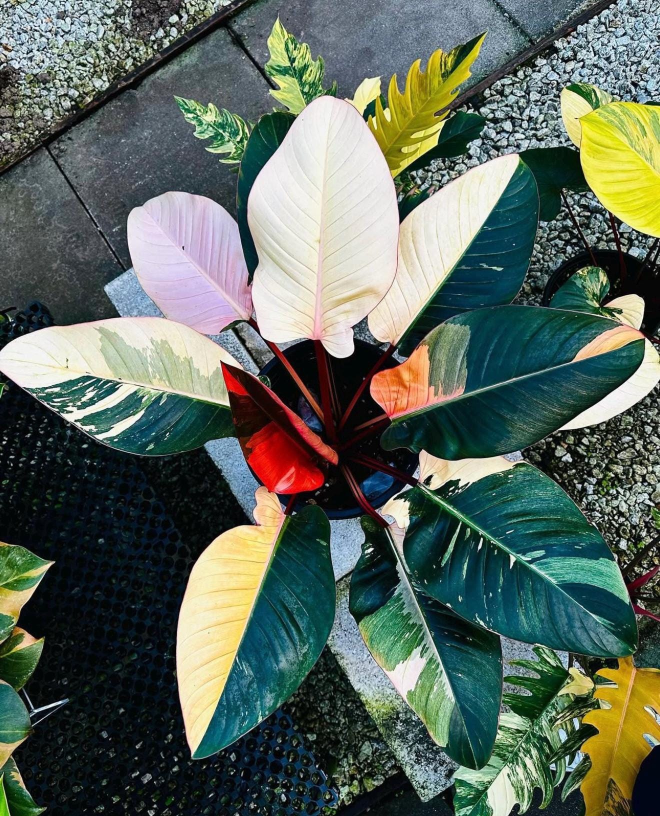 Variegated philodendron congo - Etsy 日本
