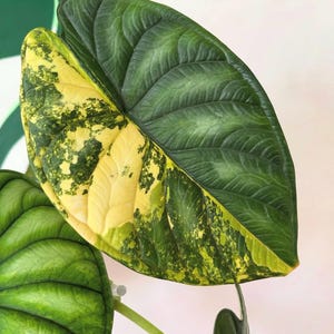 Alocasia aurea - Etsy 日本