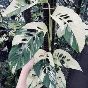 Esquejes de Monstera Adansonii ALBO jaspeados, abigarrados y de una sola hoja, con raíces, para jardinería interior y exterior.