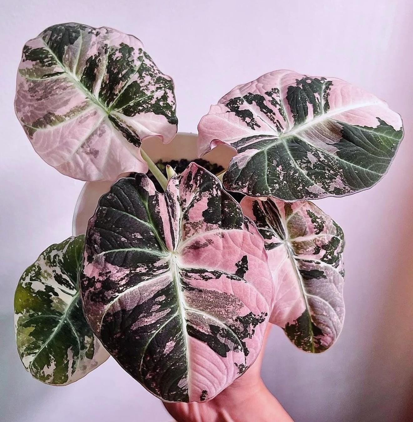Variegated alocasia maharani - Etsy 日本