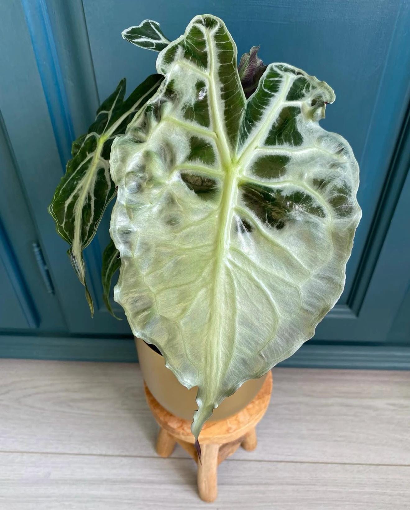 Variegated alocasia maharani - Etsy 日本