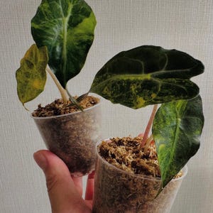 Alocasia Venom Variegated Planting Corms For Indoor Outdoor Gardening