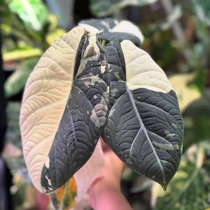 Variegated alocasia maharani - Etsy 日本