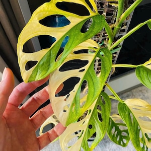 Esqueje enraizado de Monstera Adansonii Aurea ALBO abigarrada para jardinería interior y exterior