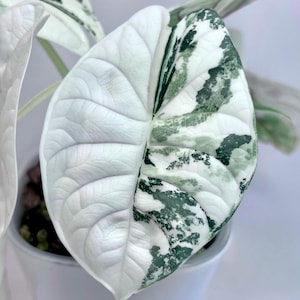 Alocasia Baginda Silver Dragon bonte plantknollen voor tuinieren binnen en buiten