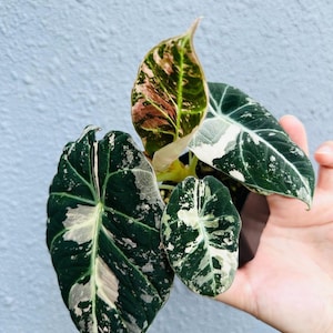 Alocasia Black Velvet Pink Variegated Planting Corms For Indoor Outdoor Gardening