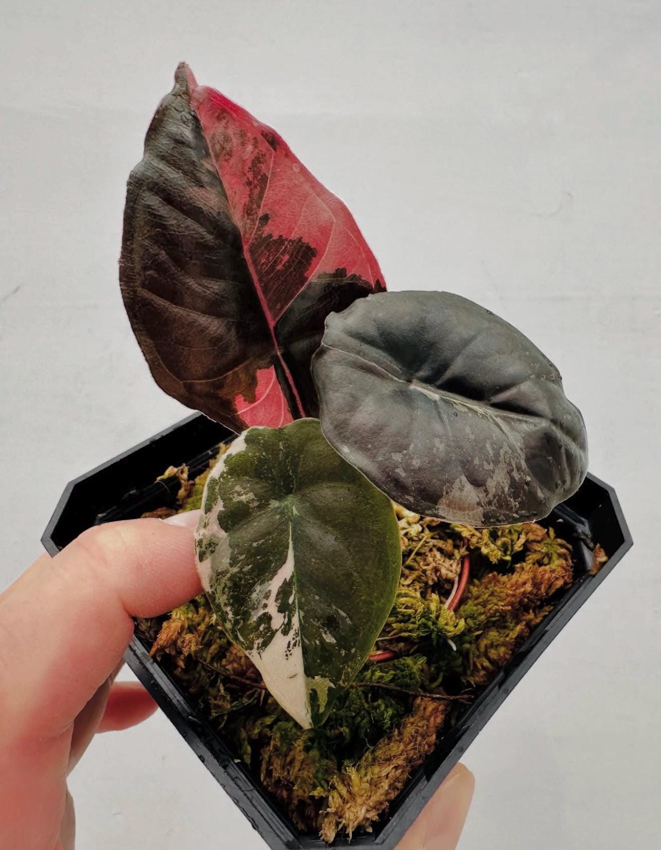 アロカシア セレンディピティ　根少ない可能性あり Alocasia serendipity variegated - Etsy 日本