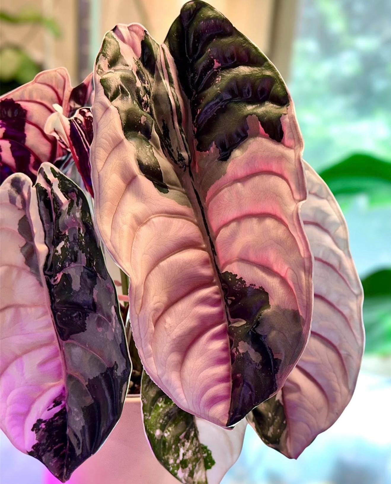 Alocasia cuprea pink - Etsy 日本