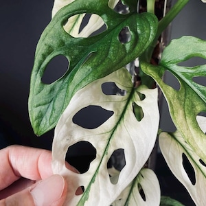 Monstera Adansonii Archipiélago ALBO Bulbos abigarrados jaspeados para jardinería interior y exterior