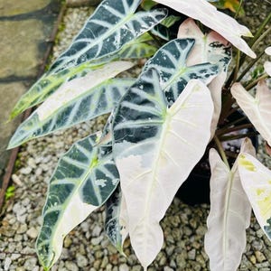 H*I様 格安 アロカシア ワトソニアナ ピンク アロカシア ワトソニアナ ピンク 斑入り Alocasia watsoniana