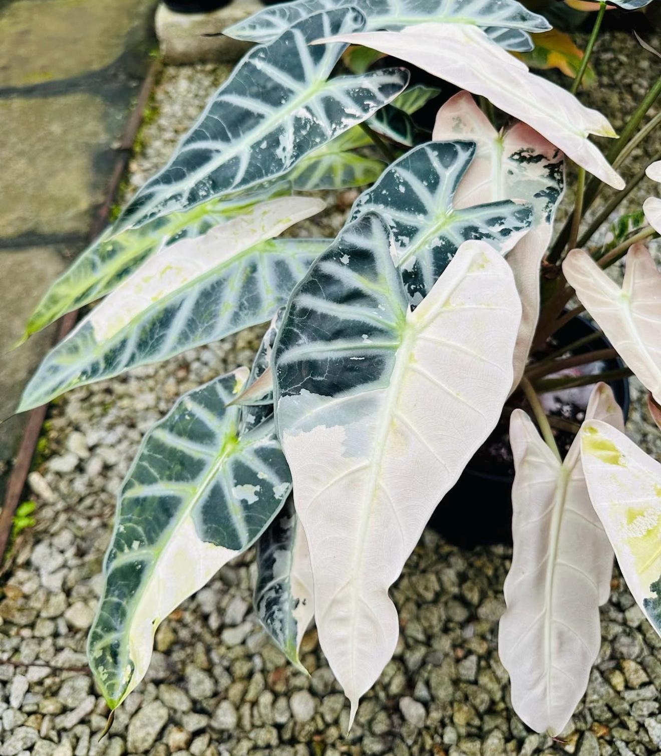 Alocasia watsoniana pink variegated - Etsy 日本