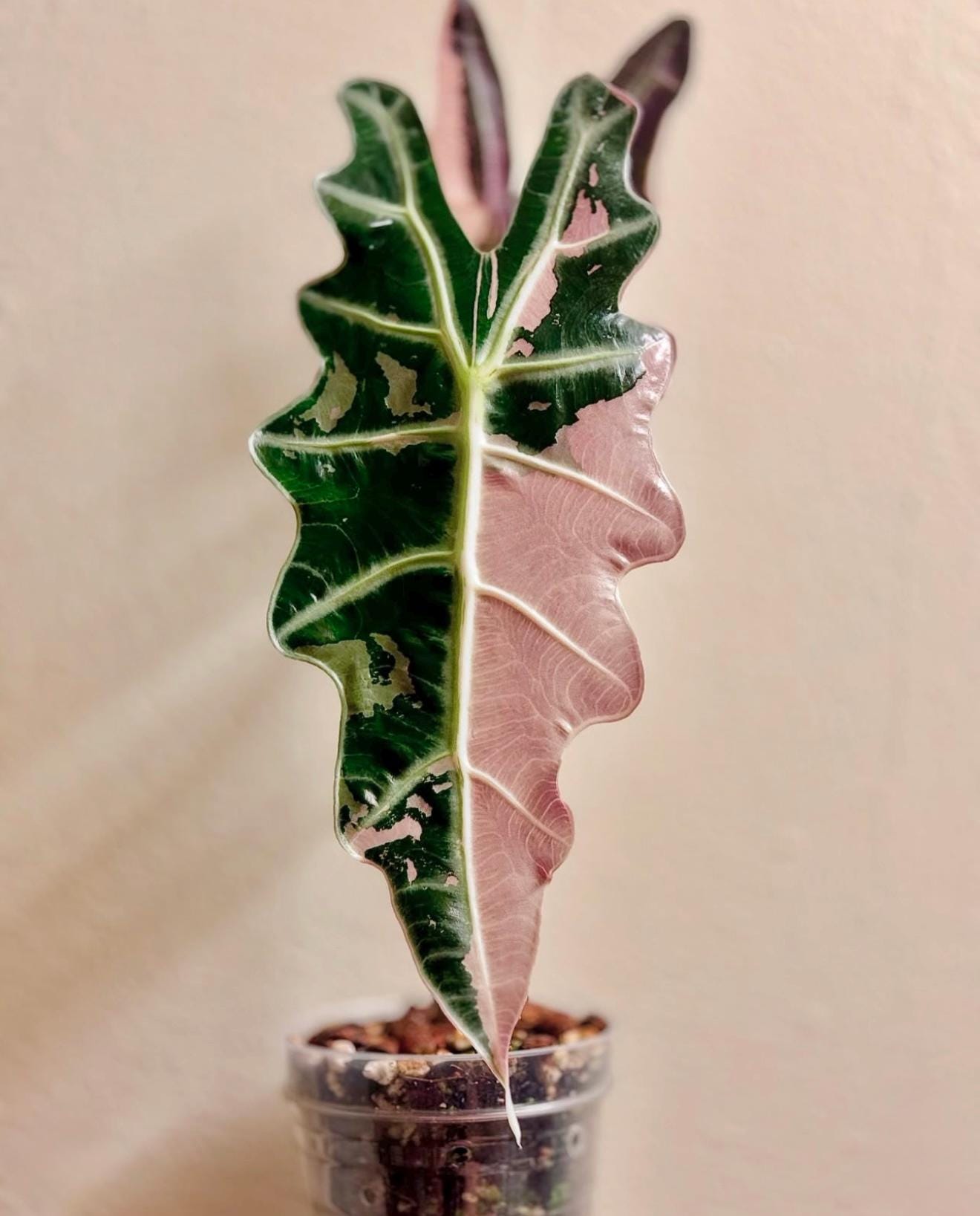 アロカシア・マハラニ・アルボ 斑入り (full moon +tricolor) Variegated alocasia maharani - Etsy 日本