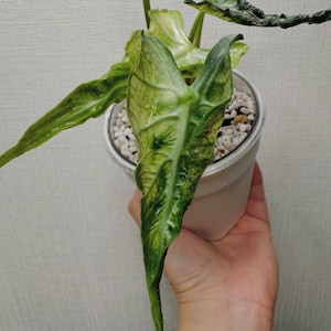 極上 アロカシア メロ オーレア アルボ 楽天市場】メロ アロカシア 希少 観葉植物 : パリジェンヌ