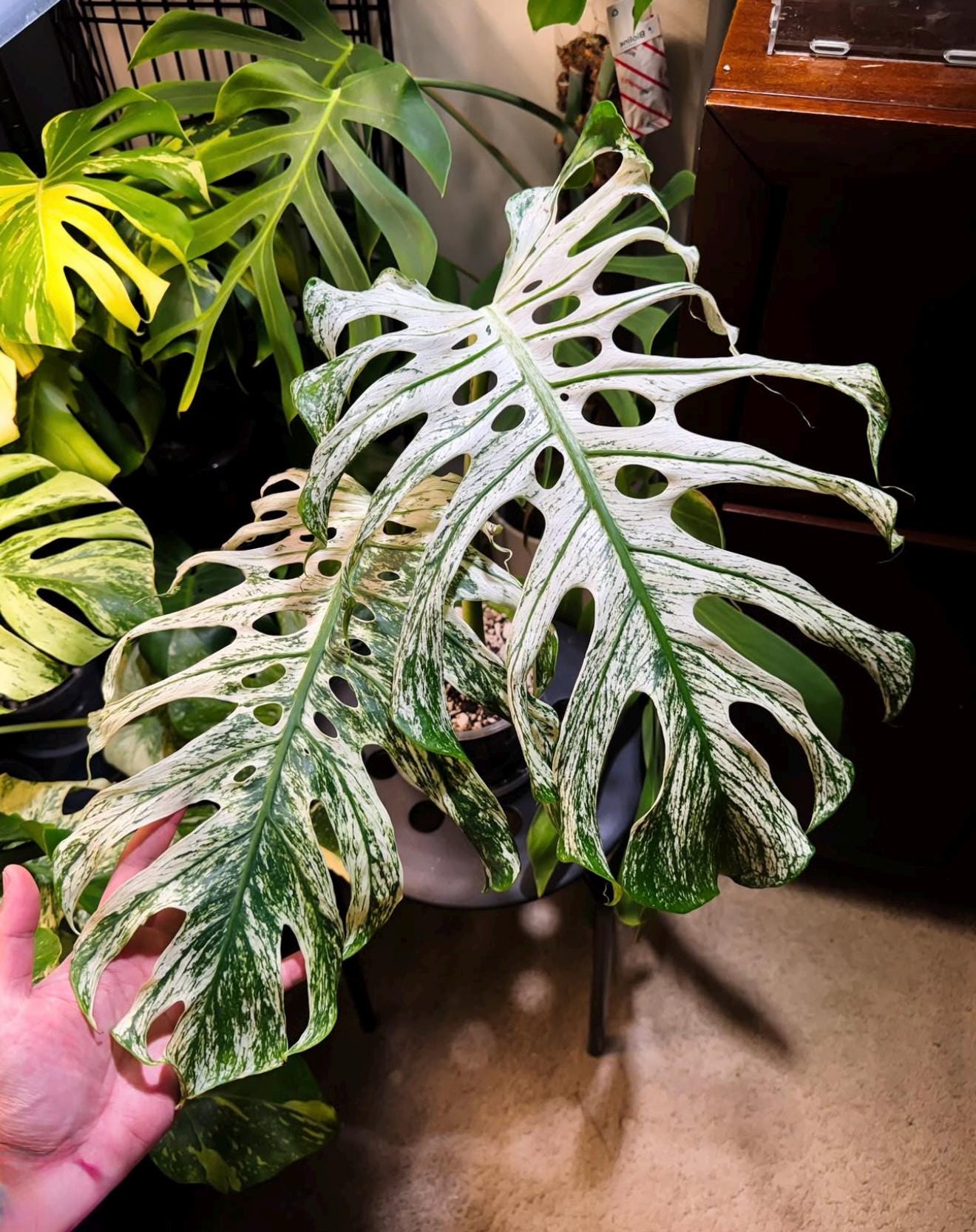 低価，本物保証 モンステラ デビルモンスター Monstera 'Devil Monster